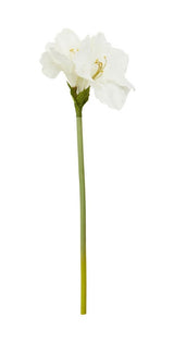 Ivory Amarylilis Flower Stem