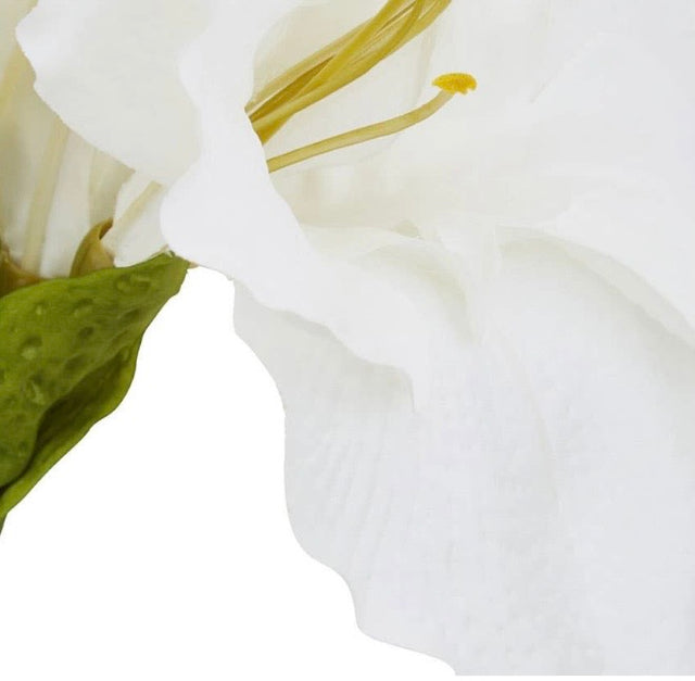 Ivory Amarylilis Flower Stem