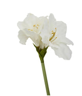 Ivory Amarylilis Flower Stem