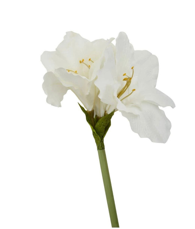 Ivory Amarylilis Flower Stem