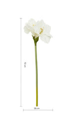 Ivory Amarylilis Flower Stem