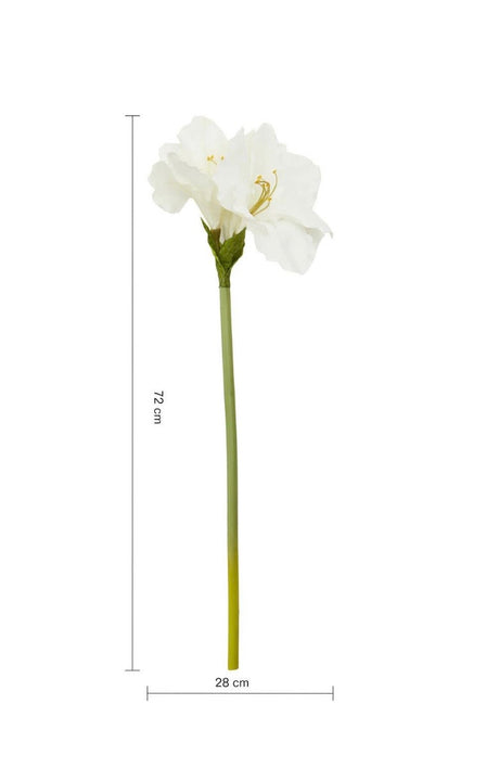 Ivory Amarylilis Flower Stem